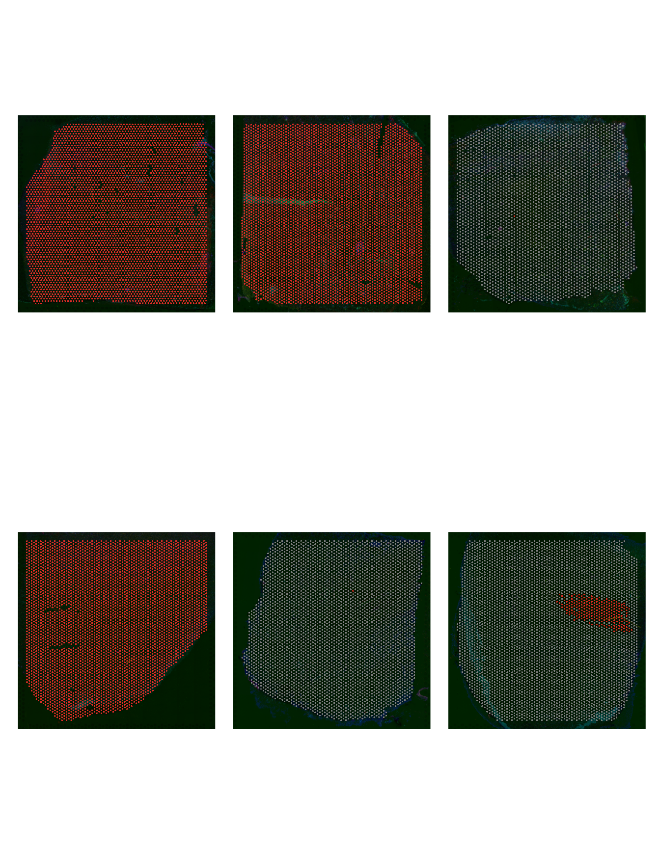 Cell Group 11 distribution
