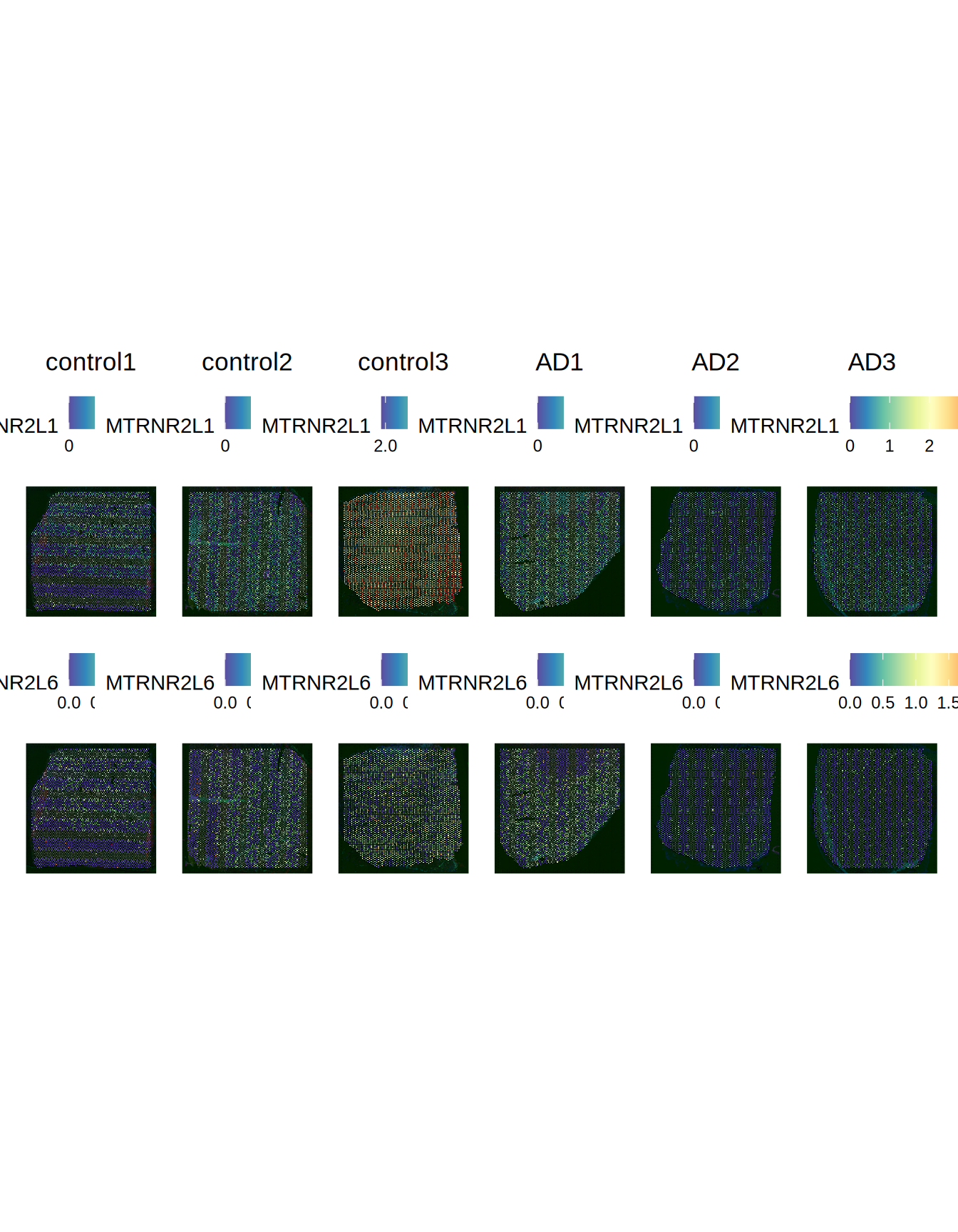 MTRNR2L1 and MTRNR2L6 expression
